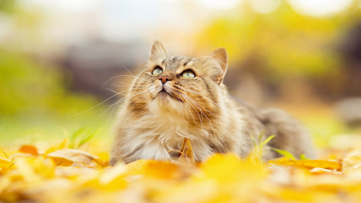 Cat looking up